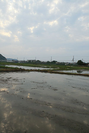 taue5.JPG