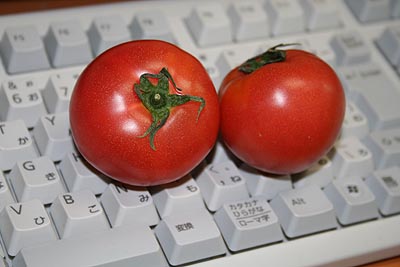tomato330.JPG